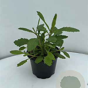 Verbena bonariensis GM 2,0L