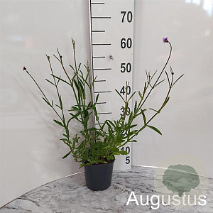 Verbena bonariensis GM 2,0L