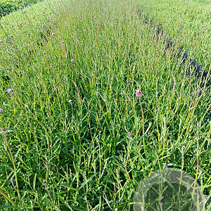 Verbena bonariensis GM 2,0L