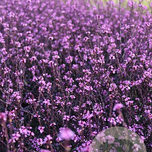 Verbena officinalis 'Bampton' GM P9
