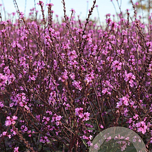 Verbena officinalis 'Bampton' GM P9