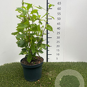 Clethra alnif. 'Ruby Spice' 30-40 cm 3,0L