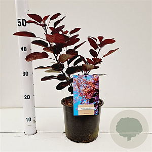 Cotinus cog. 'Royal Purple' 30-40 cm 3,0L