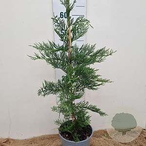 Cupressocyparis leylandii 80-100 cm 3,0L