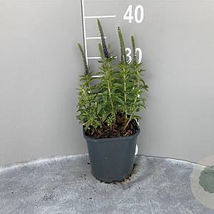 Veronica spic. 'Ulster Dwarf Blue' GM 2,0L
