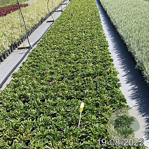 Veronica spic. 'Ulster Dwarf Blue' GM 2,0L