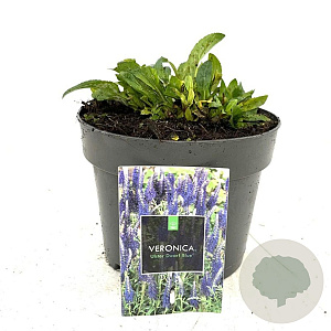 Veronica spic. 'Ulster Dwarf Blue' GM 2,0L