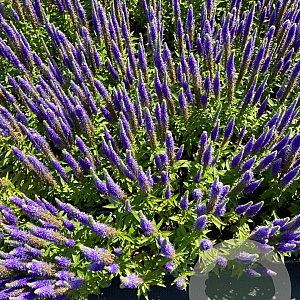 Veronica spic. 'Ulster Dwarf Blue' GM 2,0L