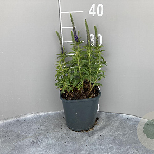 Veronica spic. 'Ulster Dwarf Blue' GM 2,0L
