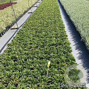 Veronica spic. 'Ulster Dwarf Blue' GM 2,0L