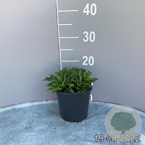 Veronica spic. 'Ulster Dwarf Blue' GM 2,0L