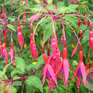 Fuchsia 'Riccartonii' GM P9 Chemievrij