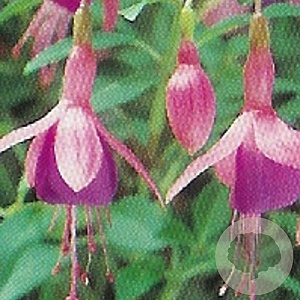 Fuchsia 'Tom Thumb' GM P9