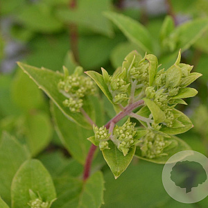 Hydrangea pan. 'Grandiflora' 30-40 cm 3,0L