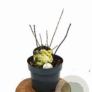 Hydrangea pan. 'Grandiflora' 30-40 cm 3,0L