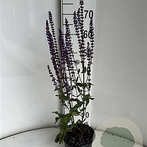 Salvia nem. 'Caradonna' GM 2,0L