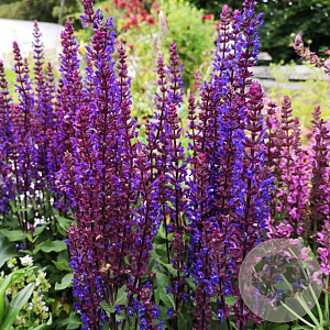 Salvia nem. 'Caradonna Compact' GM P9
