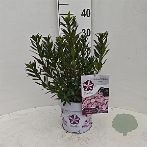Kalmia lat. 'Minuet' 30-40 cm 3,0L