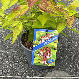 Leycesteria formosa Little Lanterns 30-40 cm 3,0L
