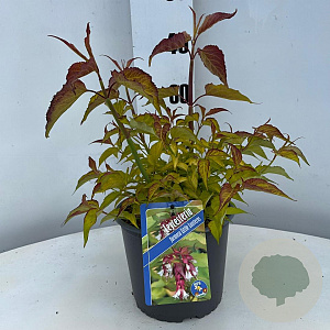 Leycesteria formosa Little Lanterns 30-40 cm 3,0L
