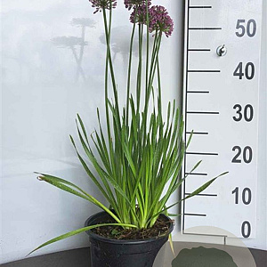 Allium 'Millenium' GM 2,0L