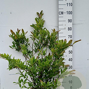 Magnolia stellata 60-80 cm 10L