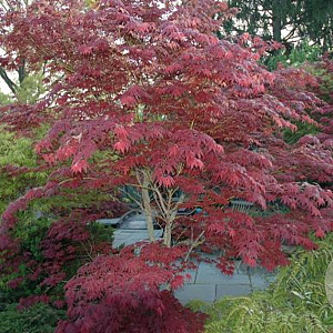 Acer palmatum 'Atropurpureum Novum' 100-120 cm 7,5L