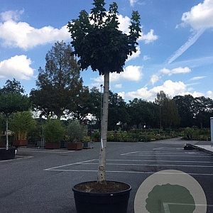 Acer platanoides 'Globosum' 35-40 HO cont. 500L 250 cm stam