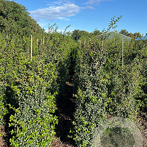 Osmanthus burkwoodii 150-175 cm met kluit