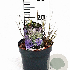 Perovskia atripl. Silvery Blue 30-40 cm 3,0L