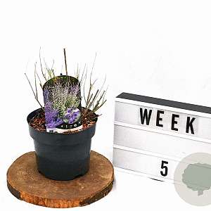 Perovskia atripl. Silvery Blue 30-40 cm 3,0L