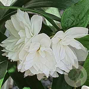 Philadelphus 'Frosty Morn' 30-40 cm 3,0L