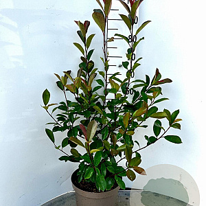 Photinia fraseri 'Red Robin' 80-100 cm 10L