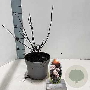 Physocarpus opulif. 'Red Baron' 25-30 cm 2,0L