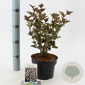 Physocarpus opulif. 'Red Baron' 25-30 cm 2,0L