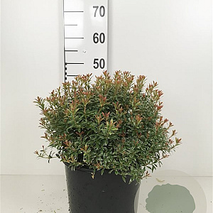 Pieris jap. 'Little Heath' 40-50 cm 10L