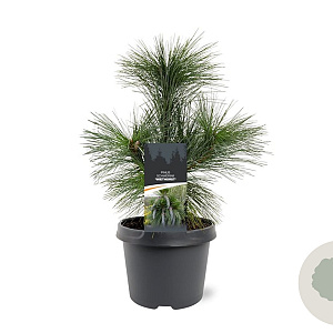 Pinus schwerinii 'Wiethorst' 25-30 cm 3,5L