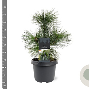 Pinus schwerinii 'Wiethorst' 25-30 cm 3,5L