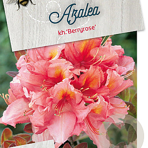 Rhododendron (AK) 'Berryrose' 50-60 cm 10L