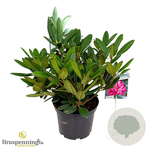 Rhododendron (Y) 'Blurettia' 30 cm 5,0L