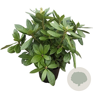 Rhododendron 'Cosmopolitan' 30-40 cm 5,0L struik