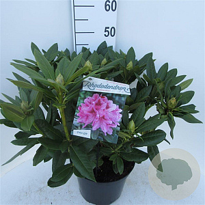 Rhododendron 'Cosmopolitan' 50-60 cm 10L