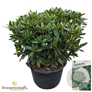 Rhododendron 'Cunningham's White' 80-100 cm cont. 80L