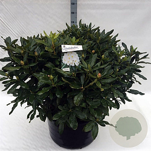 Rhododendron 'Cunningham's White' 80-100 cm cont. 80L