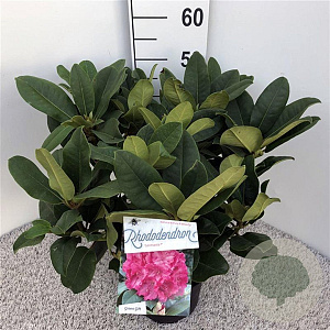 Rhododendron 'Germania' 30-40 cm 5,0L