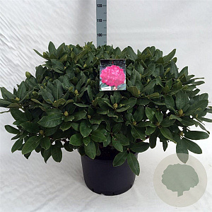 Rhododendron 'Germania' 70-80 cm 40L