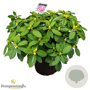 Rhododendron 'Germania' 70-80 cm 40L