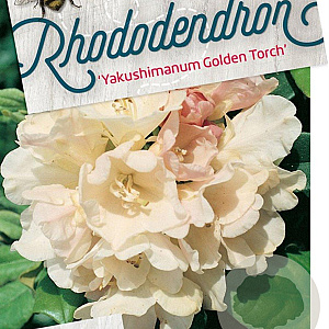 Rhododendron (Y) 'Golden Torch' 40-50 cm 20L
