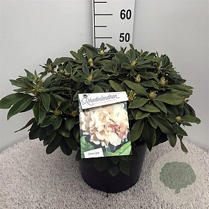 Rhododendron (Y) 'Golden Torch' 40-50 cm 20L