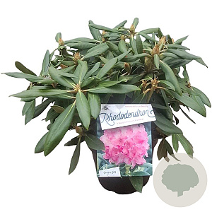 Rhododendron (Y) 'Kalinka' 30 cm 5,0L